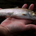 brook trout